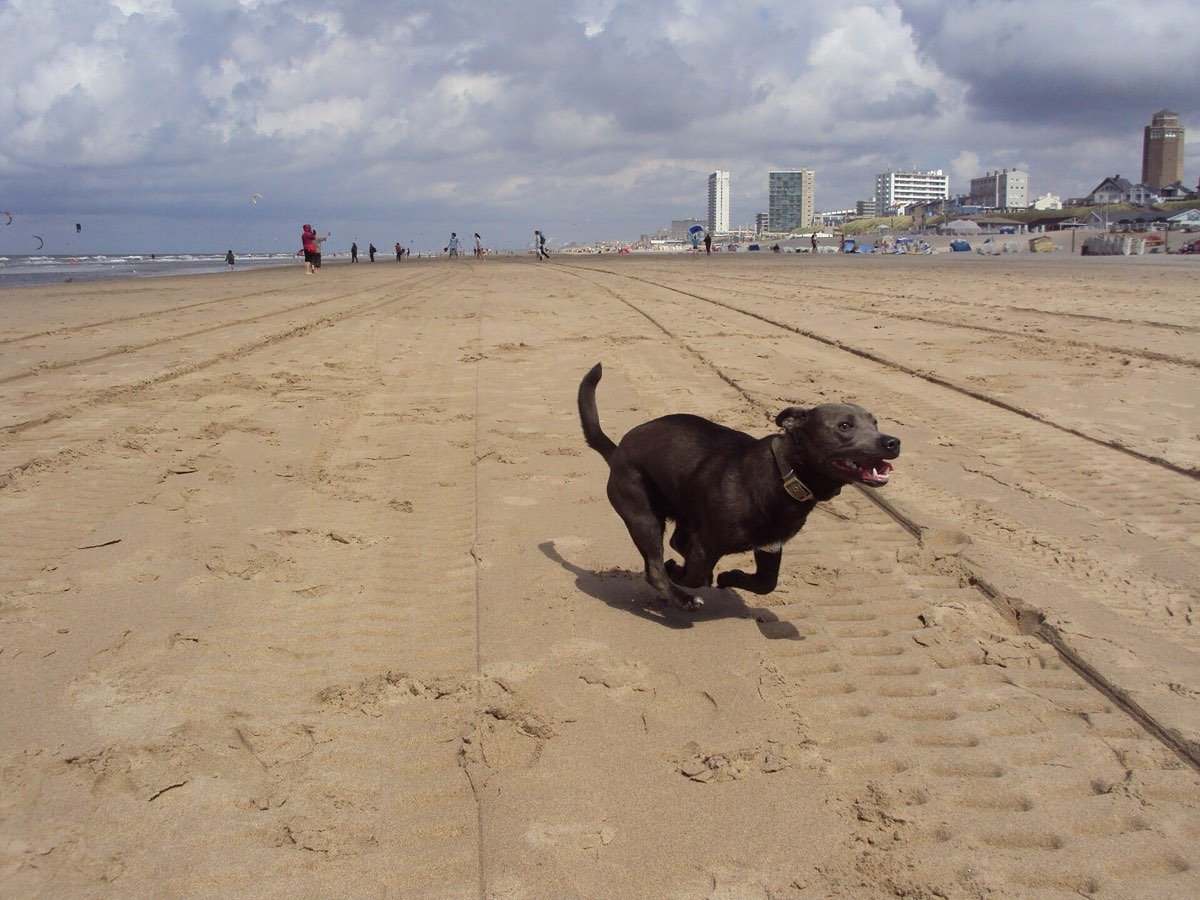 Un cane che corre felice sulla spiaggia di sabbia