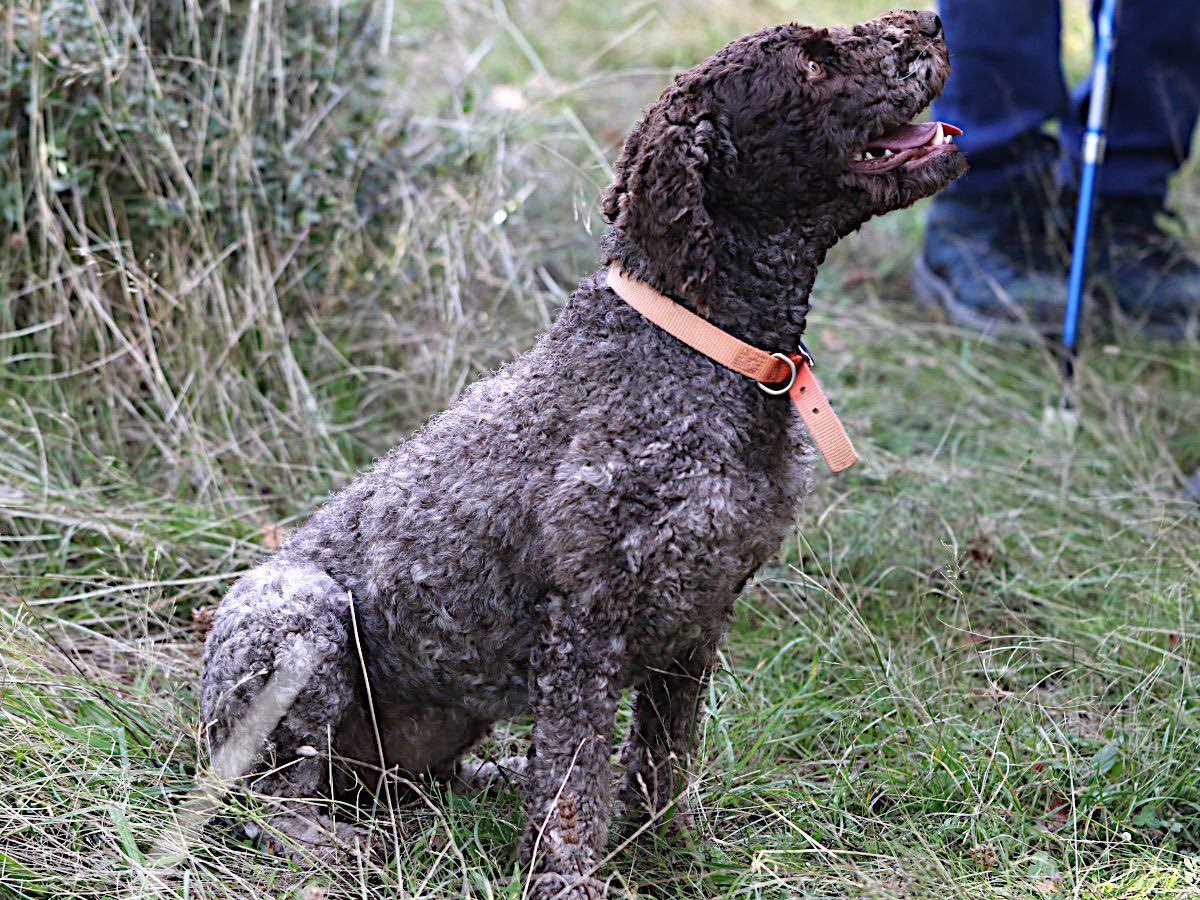 Un cane Lagotto Romagnolo durante la cerca del tartufo