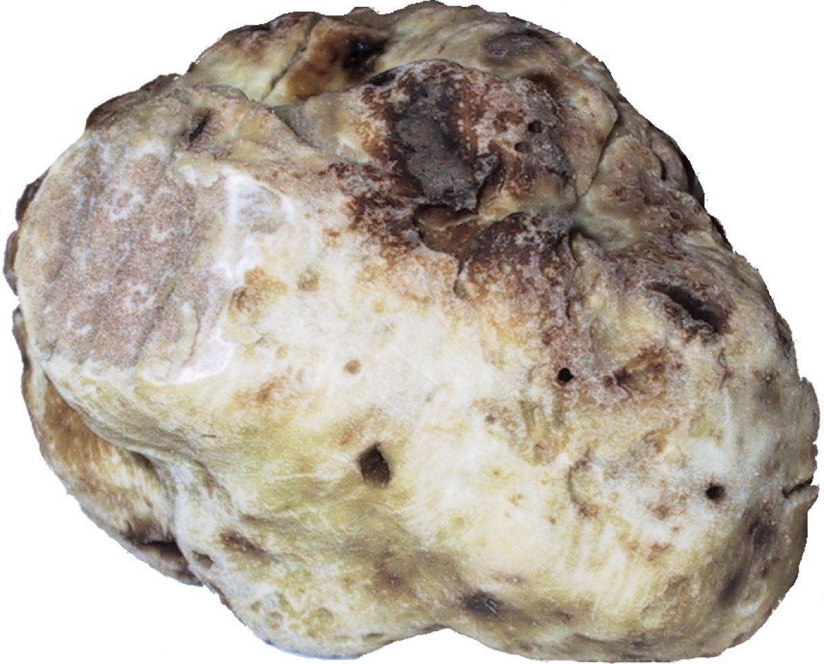 Le tagliatelle al tartufo fresco grattato