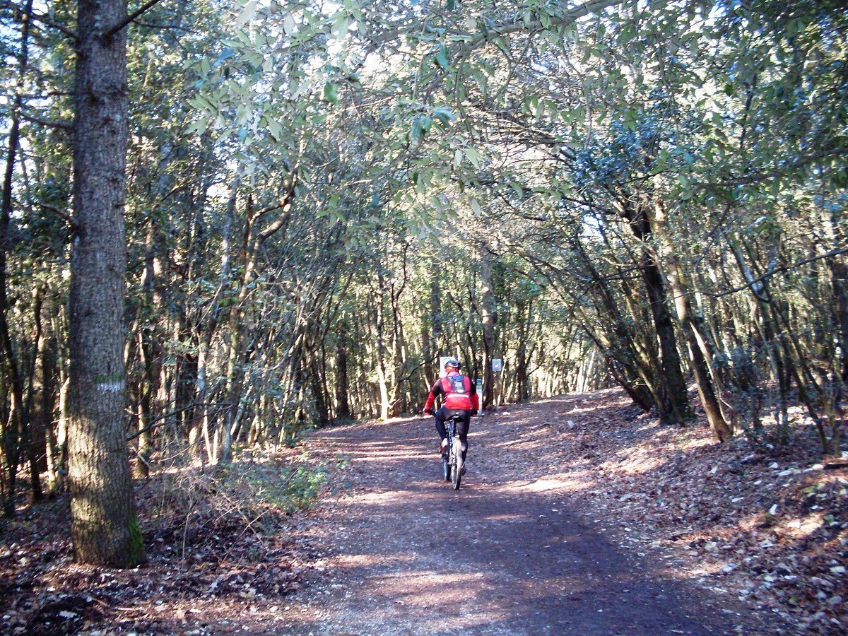Un ciclista MTB sulla sterrata tra i boschi del Monte Conero