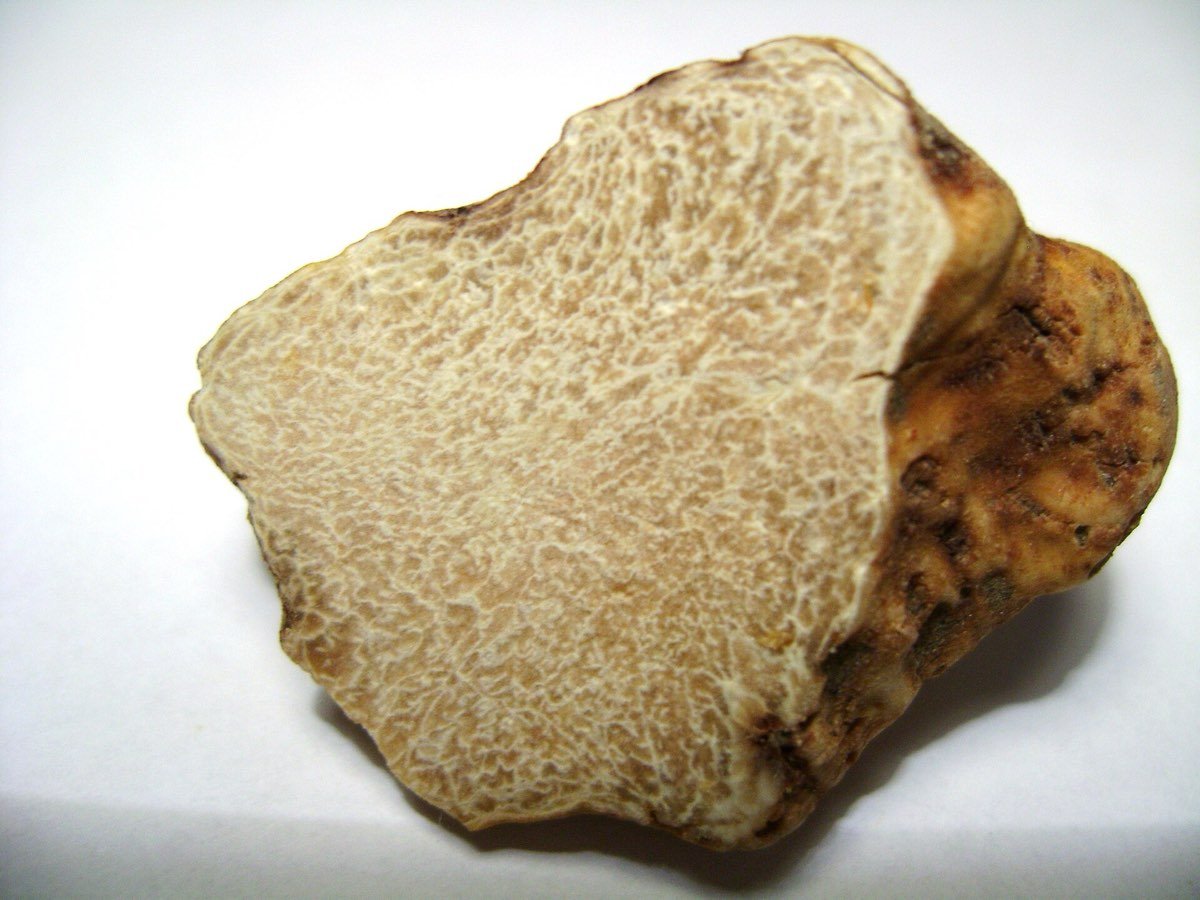 La sezione interna del tartufo bianco pregiato con le venature