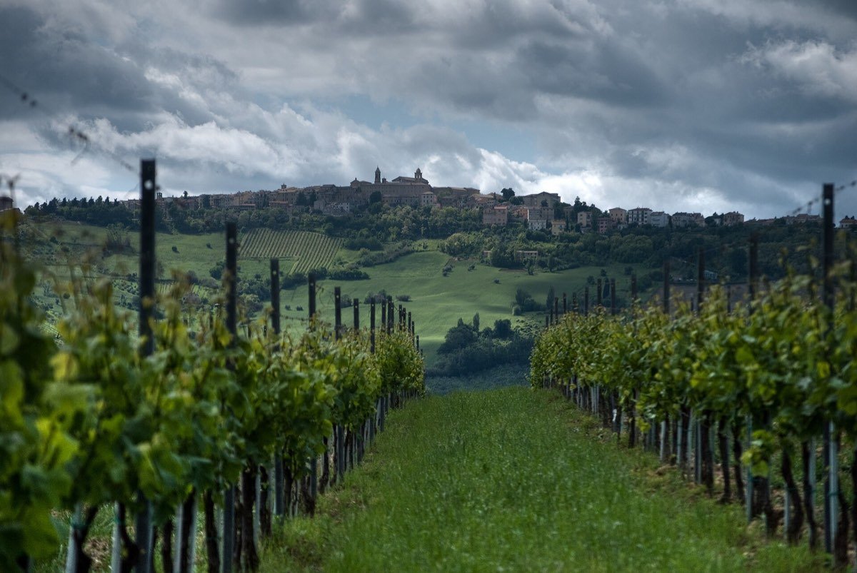 I vigneti di Verdicchio a Cupramontana