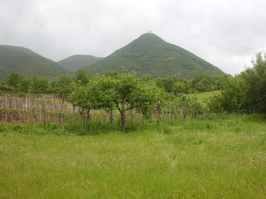 Filari di vigneto sui colli dei Castelli di Jesi